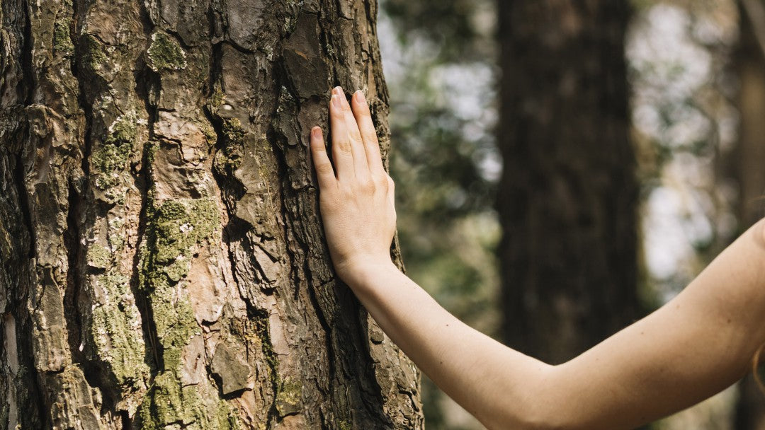 Forest Bathing: Why Spending Time Among Trees May Be Good for Your Health