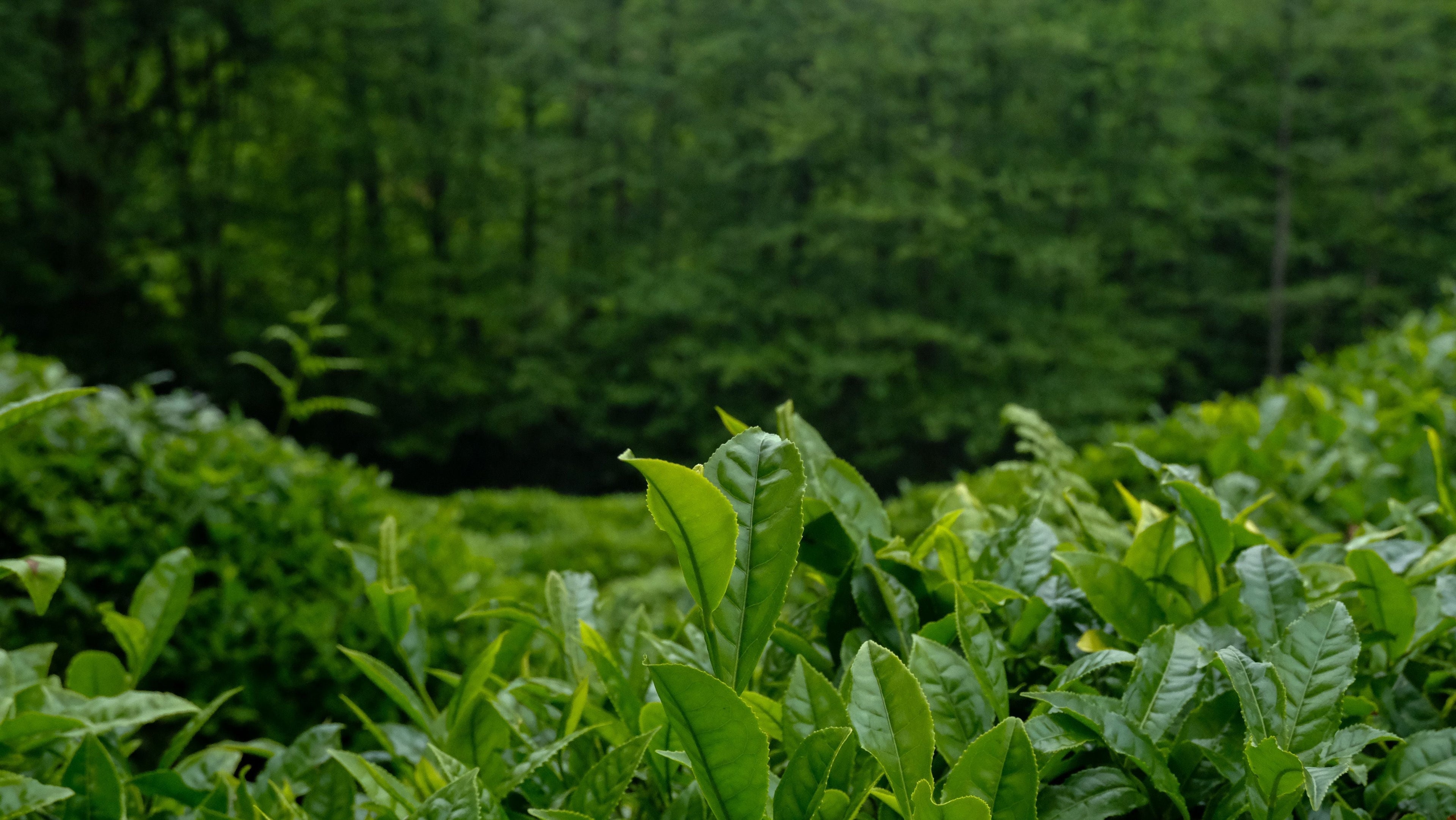 Why Antioxidants Matter in Your Skincare Routine