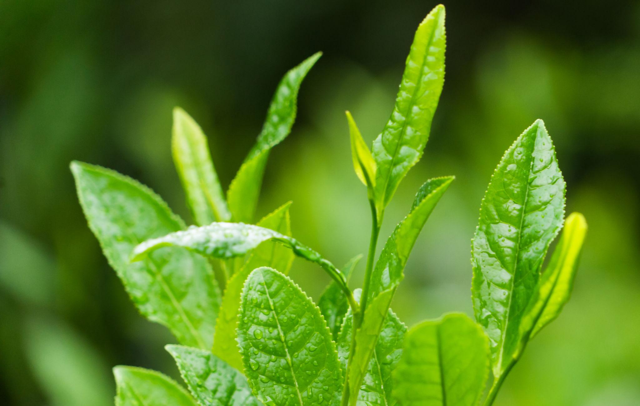 Green Tea in Skincare: A Gentle Botanical for Balanced, Healthy-Looking Skin